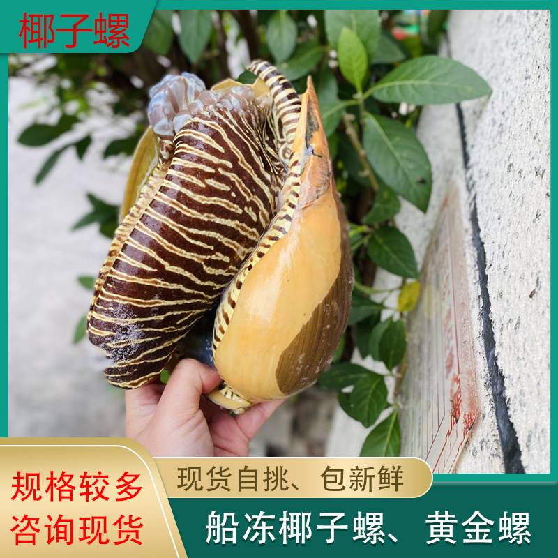 北海海鲜 野生椰子螺 油螺 海捕船冻 特大海螺 黄金螺 活冻煮汤