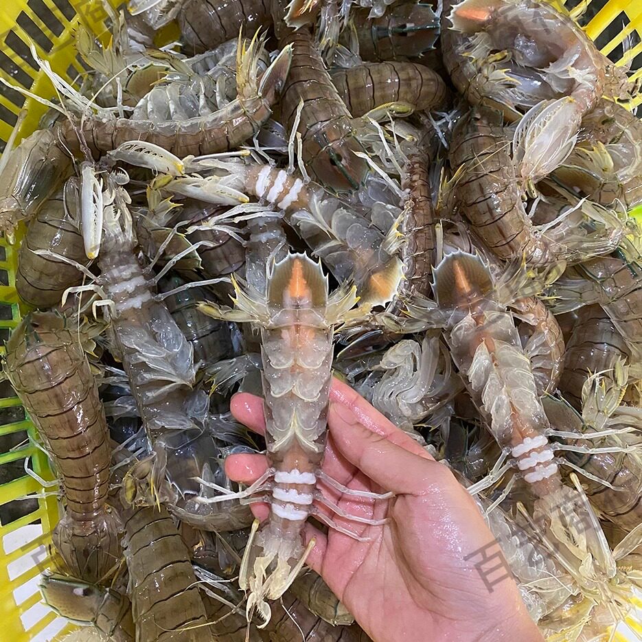 北海海鲜活蒸熟海虾皮皮虾濑尿虾全母有黄特大膏虾富贵虾速冻包邮