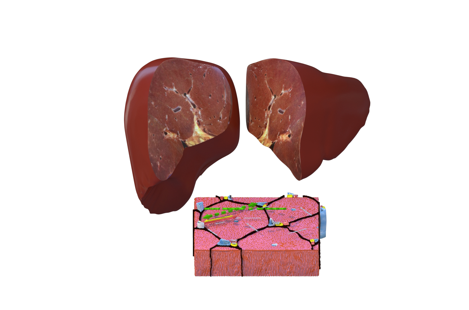 人体器官 肝脏细胞 医学解剖模型 3d三维模型 maya模型 fbx模型