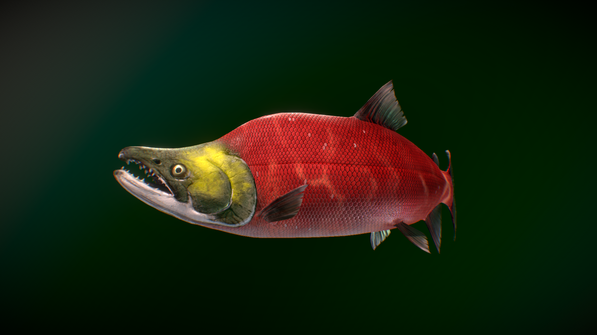 大马哈鱼 海洋动物 3d模型 三维 fbx模型 pbr写实模型 blender