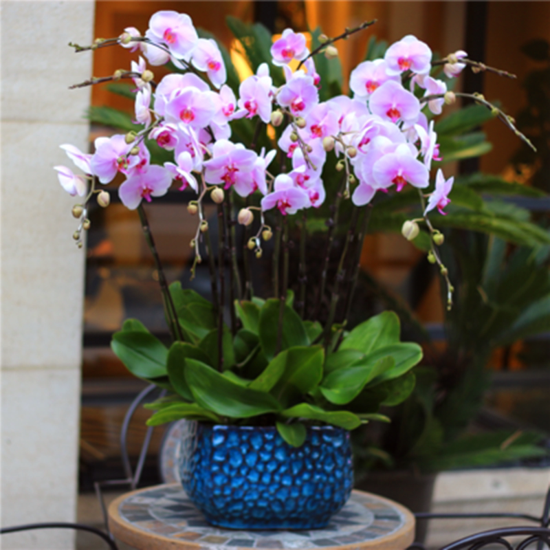 红色蝴蝶兰价格 红色蝴蝶兰图片 星期三