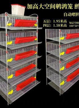 加高大空间鹌鹑笼多层立式自动喂料喂水鹧鸪笼产蛋下单笼通用笼具