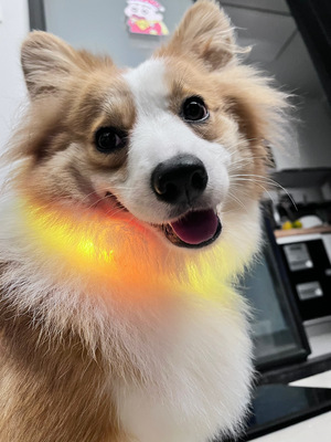 喵乎汪也同款遛狗灯防丢失发光狗项圈可充电裁剪夜光反光Type c.