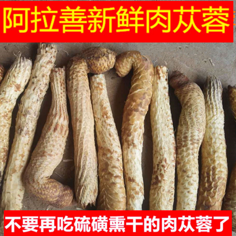 肉苁蓉新鲜内蒙阿拉善整根男性滋补泡酒中药材正品非特级锁阳野生