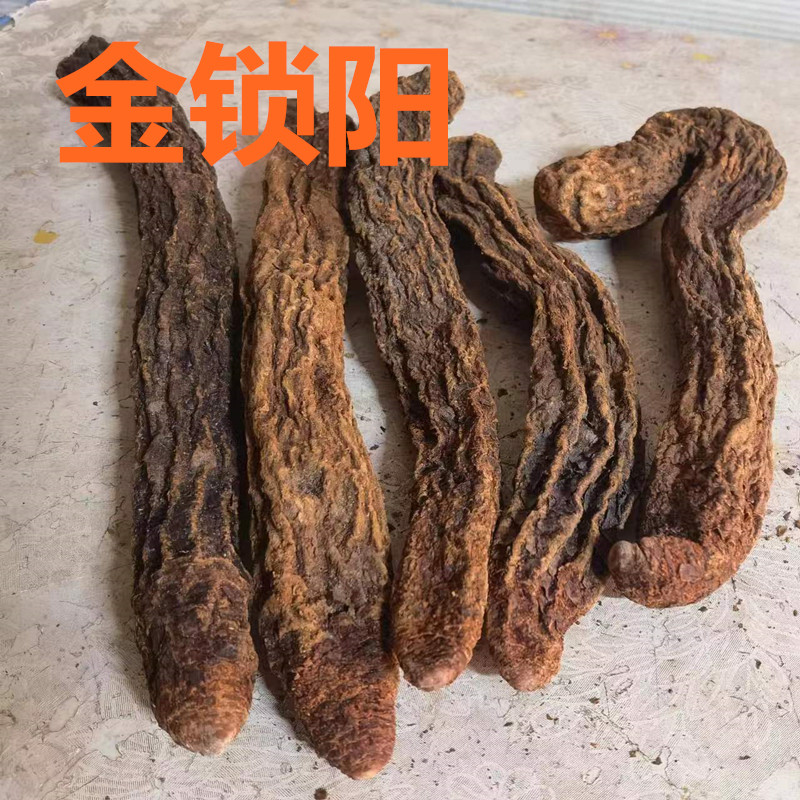 锁阳阿拉善甘肃瓜州金锁阳