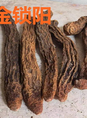 锁阳阿拉善甘肃瓜州金锁阳