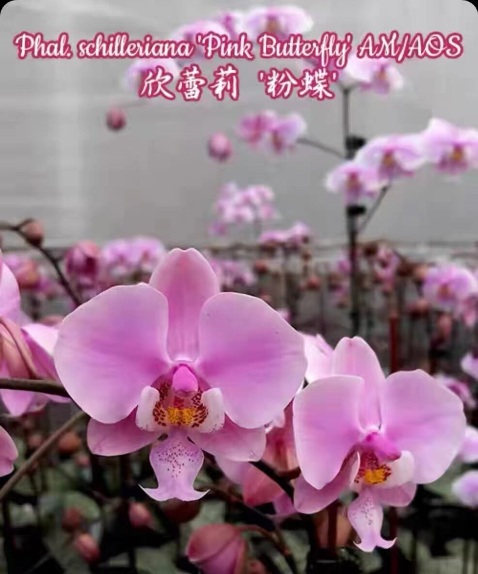 原生种西蕾丽蝴蝶兰 菲律宾蝴蝶兰 种植基地 花园阳台板植软木