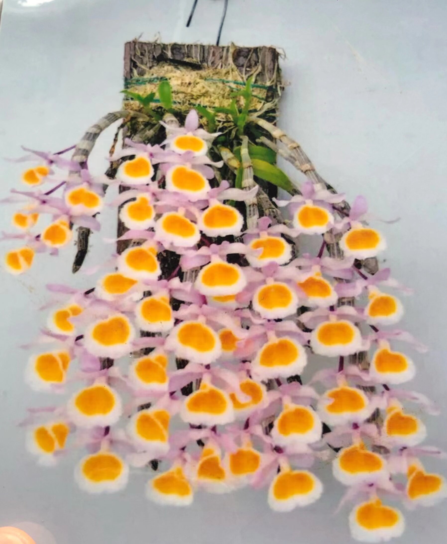 越南原生种黄贝壳春石斛  精品洋兰板植好养易活阳台庭院欣赏