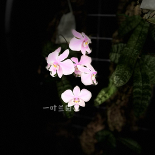 西蕾丽蝴蝶兰板植葡萄牙软木  粉白色浓香菱形对交西雷丽