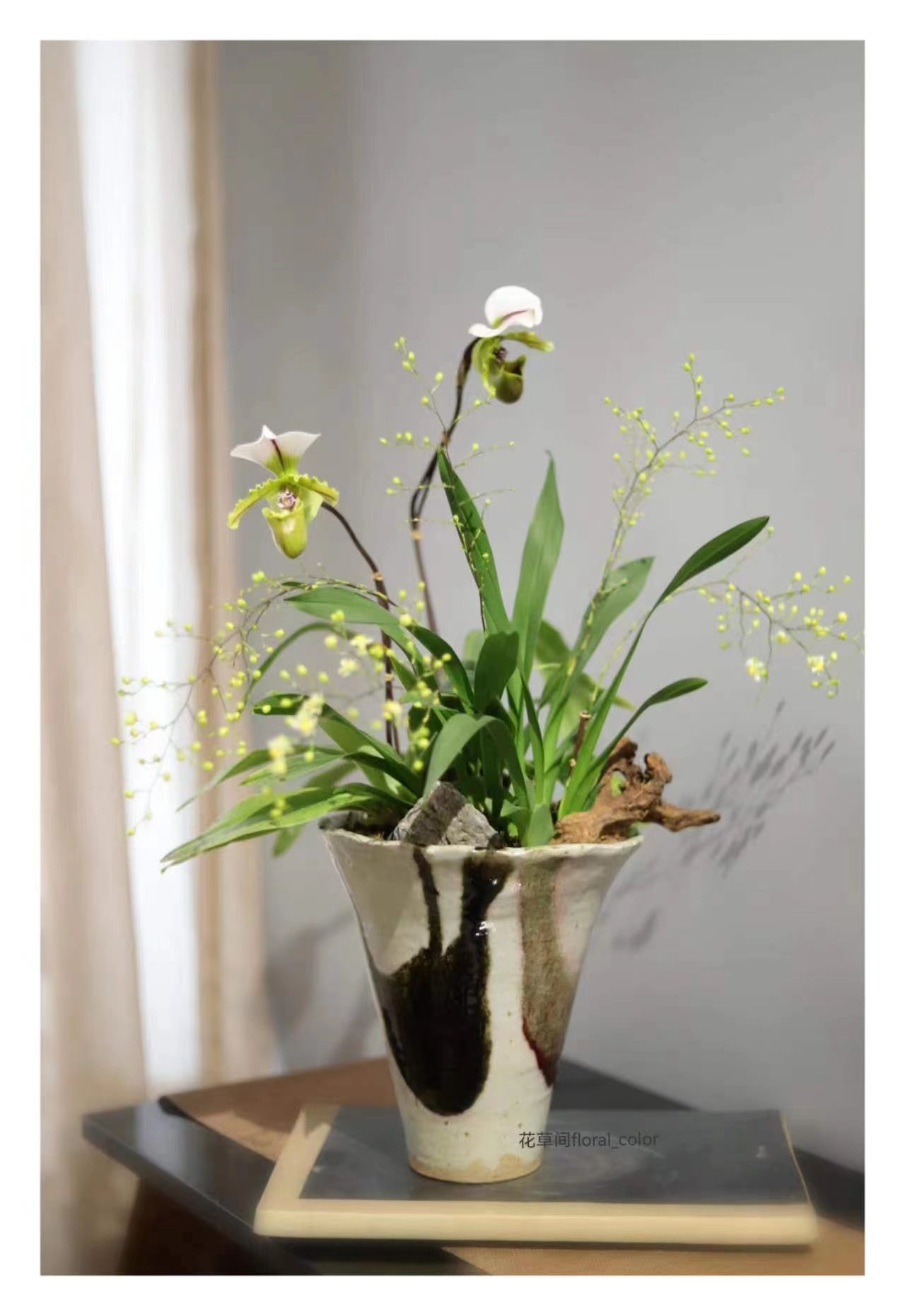 白旗兜兰 (小青蛙兜兰)不含花盆 培养杯发货