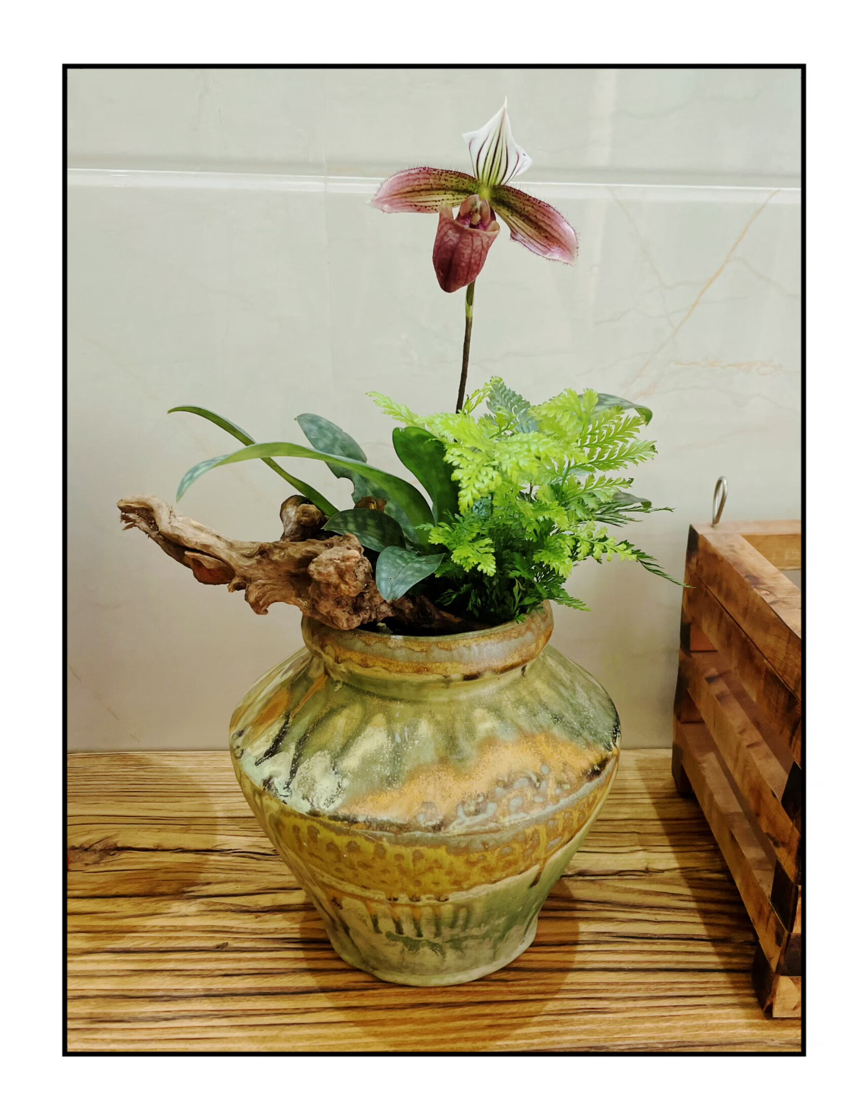 兜兰 紫纹兜兰 洋兰稀少种 原小姐易植物好养品活生庭院阳台香港