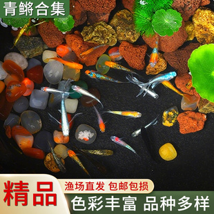 直播青鳉鱼冷水鱼精品观赏鱼耐活好养活体鱼缸造景鱼小型鱼