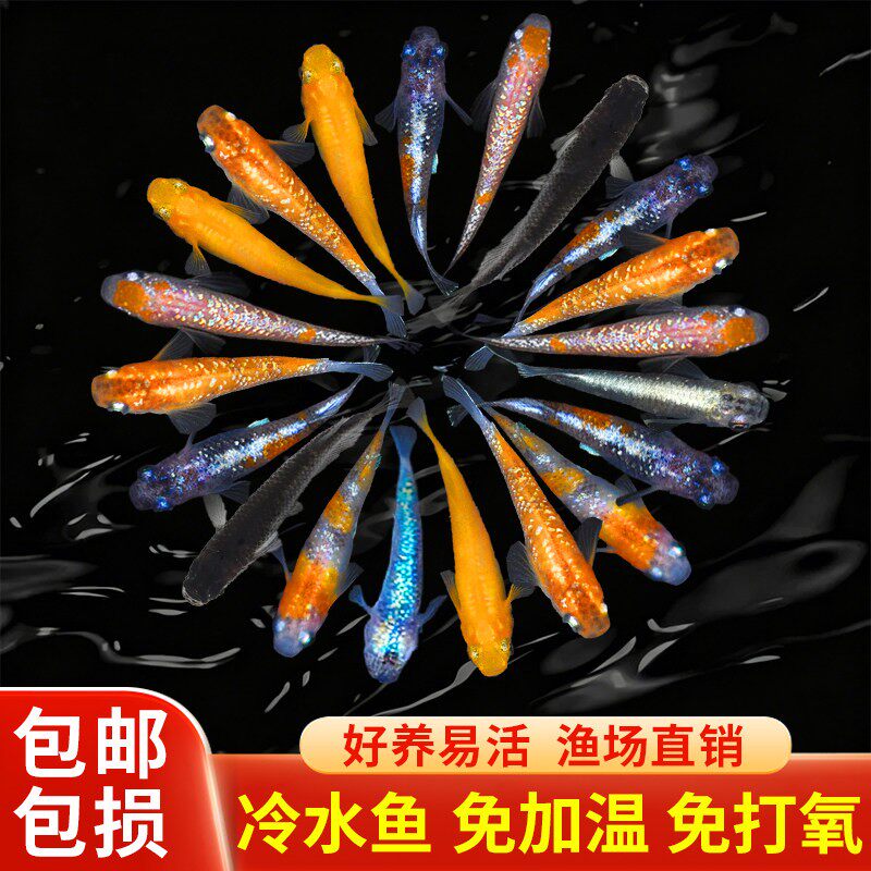 诞生不久的一种好养冷水小型鱼图片