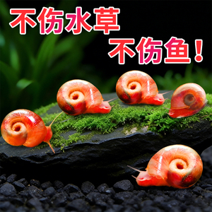 苹果螺除藻螺鱼缸清洁工具观赏螺