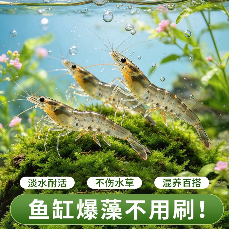 黑壳虾活体除藻观赏造景活体饲料