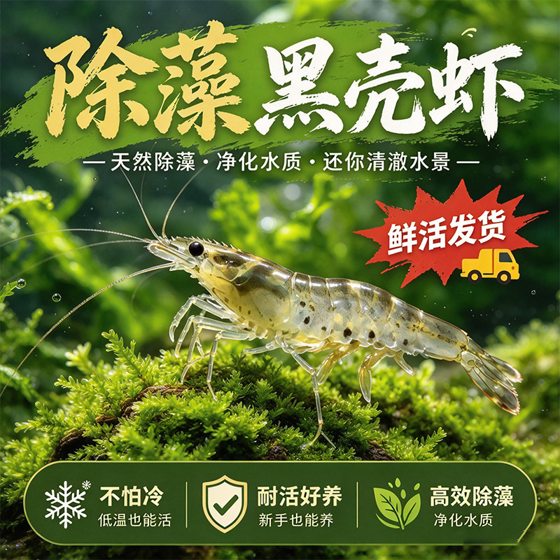 黑壳虾活体除藻观赏造景