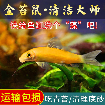 金苔鼠观赏鱼清道夫除藻底栖鱼缸清洁工具吃粪便黄金好养耐活家养