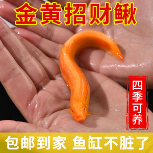黄金泥鳅清道夫小苗缸好养耐活