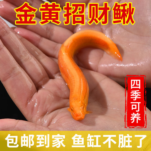 黄金泥鳅清道夫小苗缸好养耐活