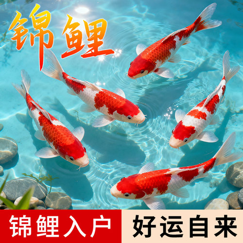 红白黄金锦鲤观赏鱼活鱼淡水好养
