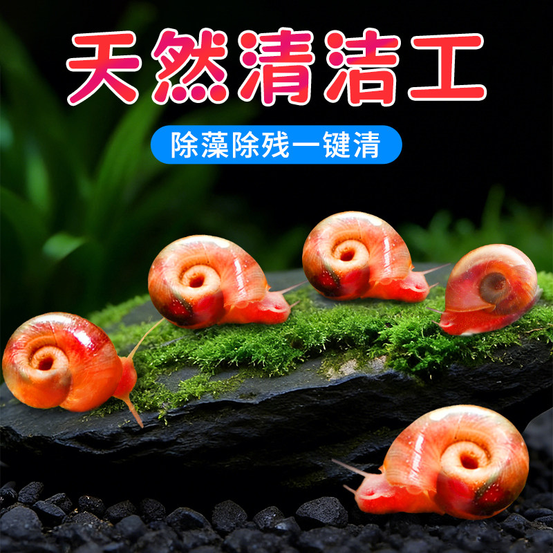 苹果螺除藻螺迷你观赏螺蜗牛工具螺水草缸除苔清理残食清洁螺包邮