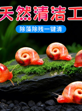 苹果螺迷你除藻除苔清残