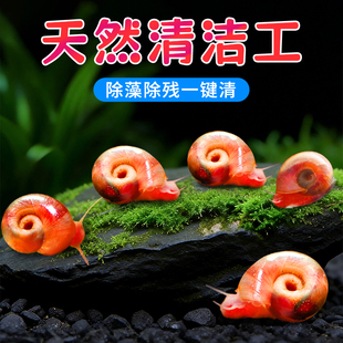 苹果螺除藻螺迷你观赏螺蜗牛工具螺水草缸除苔清理残食清洁螺包邮