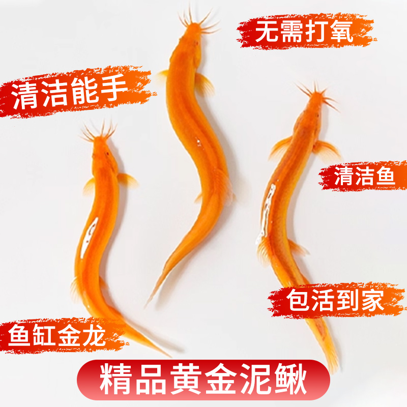 金龙鳅观赏鱼除藻底栖鱼缸清洁