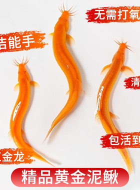 黄金泥鳅观赏鱼苗缸清洁自来水好养耐活金色鱼清道夫冷水生命力强