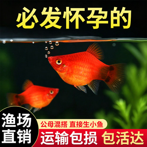 米奇胎生鱼新手好养小鱼皮球鱼
