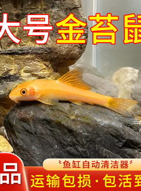 金苔鼠观赏鱼清道夫除藻底栖鱼缸清洁工具吃粪便黄金泥鳅好养耐活