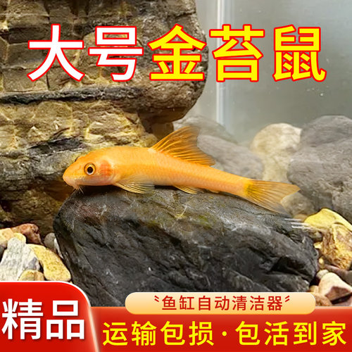 黄金清洁金苔鼠热带吃藻类好养鱼