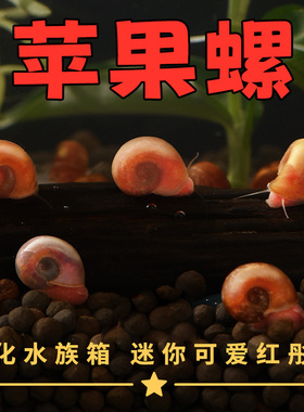 鱼缸清洁苹果螺超大号除藻观赏螺淡水草工具吃鱼粪便活体蜗牛乌龟