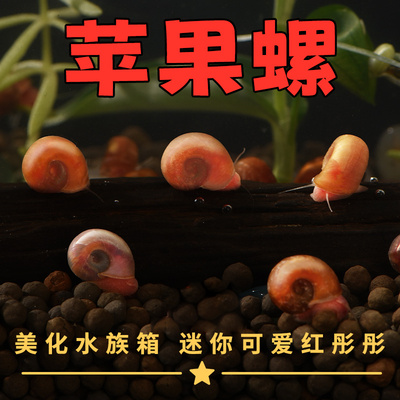 苹果螺除藻螺鱼缸清洁工具观赏螺