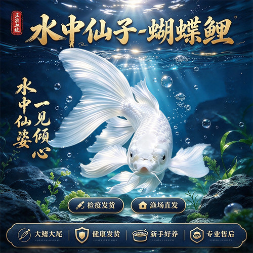 纯种台湾狮子头蝴蝶鲤观赏鱼