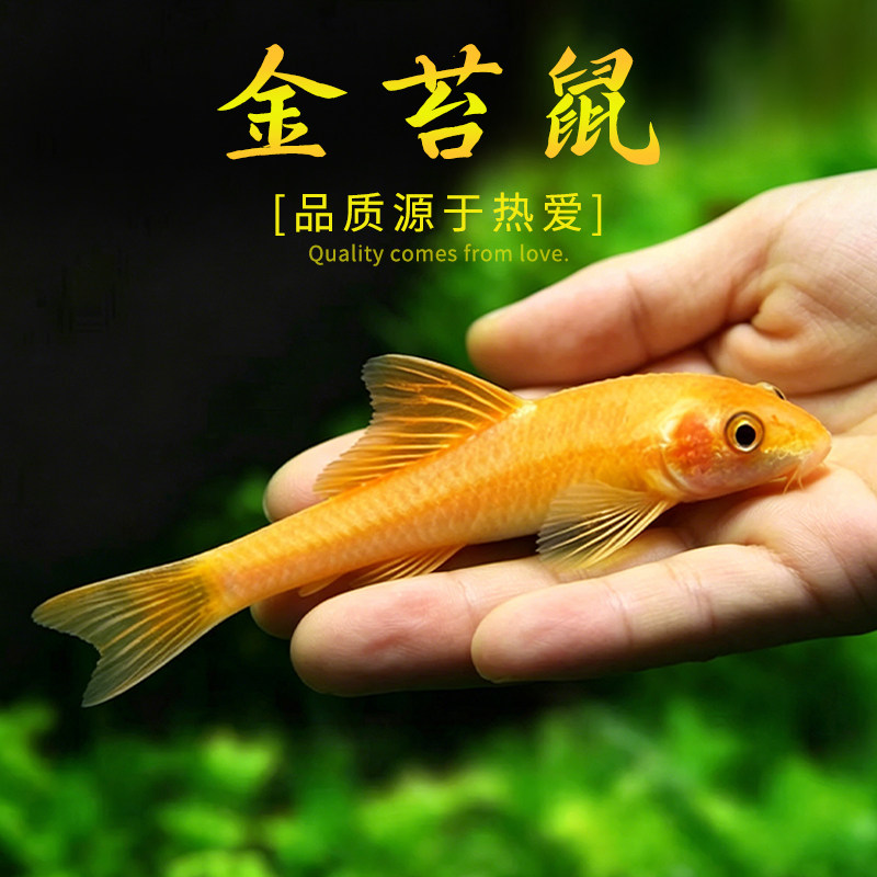 金苔鼠观赏鱼清道夫除藻底栖鱼缸清洁工具吃粪便黄金泥鳅好养耐活