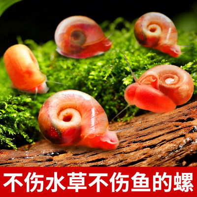 苹果螺除藻螺鱼缸清洁工具观赏螺