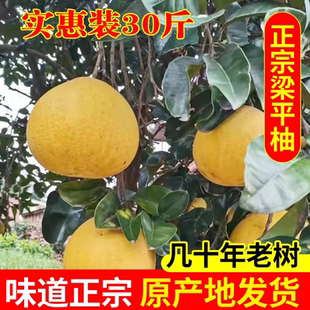 现摘当季新鲜水果重庆特产梁平柚子麻柚龙滩柚平顶柚白柚30斤装