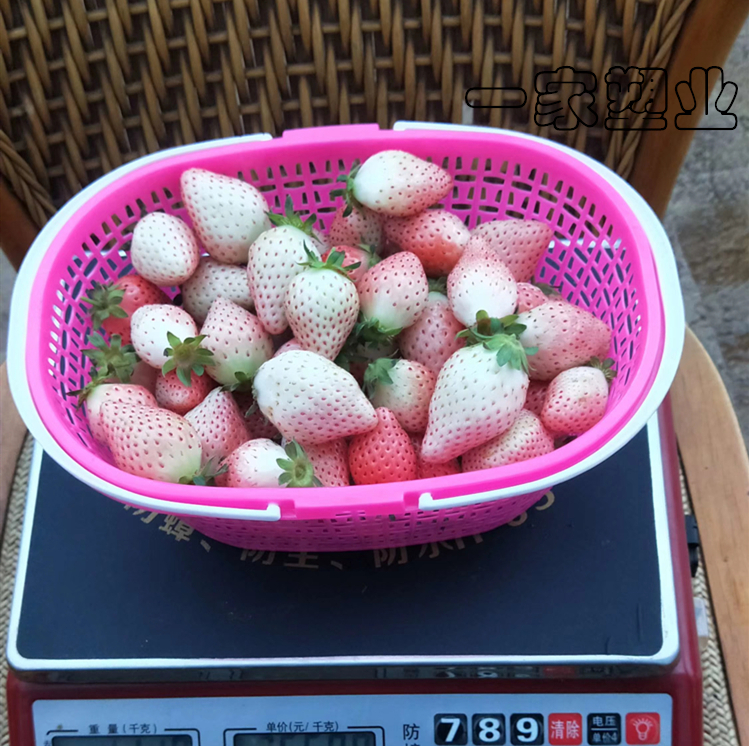 3斤装水果篮子6斤装杨梅篮草莓篮