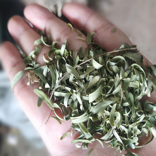 新鲜散装油柑叶清香牛