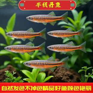 半线丹鱼原生鱼冷水观赏鱼进口淡水热带鱼玫瑰金线丹活体好养耐活