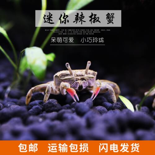 迷你活体吃虫除藻淡水爬行小螃蟹