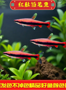 红肚铅笔鱼南美进口高端灯鱼活体热带观赏鱼超红鱼淡水棋盘鱼