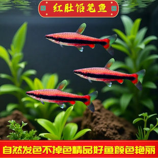 红肚铅笔鱼南美进口高端灯鱼活体热带观赏鱼超红鱼淡水棋盘鱼