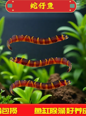 蛇仔鱼苦力泥鳅观赏鱼热带鱼除蛋白虫涡虫清洁鱼易养小型鱼可混养