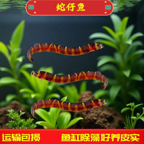 蛇仔鱼苦力鳅工具鱼除藻清洁鱼