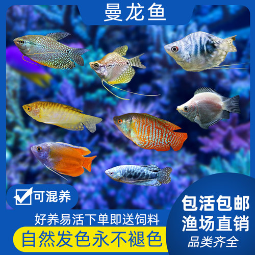 小型观赏鱼蓝曼龙丽丽接吻鱼淡水