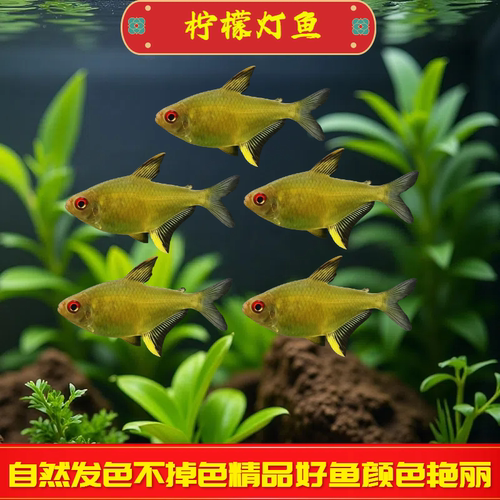 柠檬灯鱼小型鱼热带观赏鱼好养