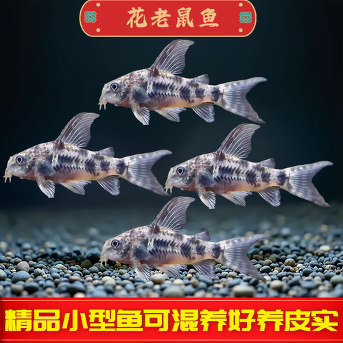 花椒鼠老鼠鱼清道夫金苔鼠胡子