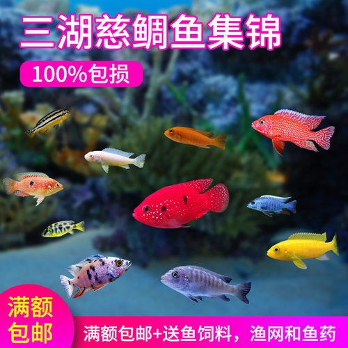 三湖慈鲷马鲷新手鲷鱼非洲王子